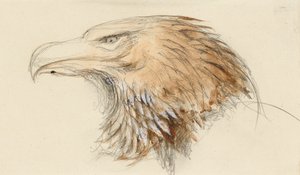 La testa di un