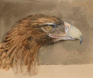 Testa di un