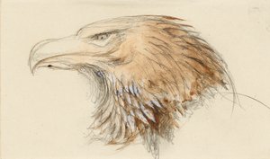 La testa di un