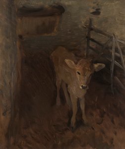 Un vitello di Jersey