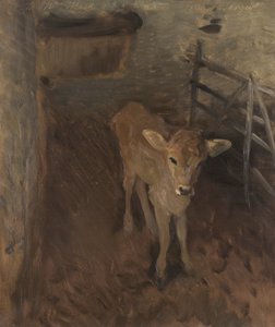 Un vitello di Jersey