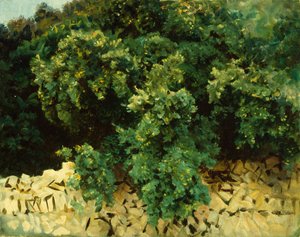 Legno di Ilex, Maiorca