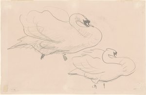Studi di un Cigno, 1880-1900 da John Singer Sargent