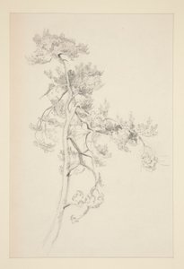 Albero e fogliame da John Singer Sargent