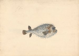 Un Pesce Porcospino
