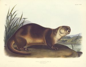 Canada Otter--Male da John T. Bowen