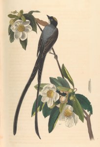 Tiranno codaforcuta, Gordonia lasianthus da John T. Bowen
