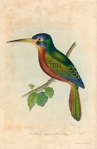 Galbula cyanicollis. Cassin, 1850s da John T. Bowen