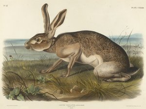 Lepre texana, 1848 da John T. Bowen