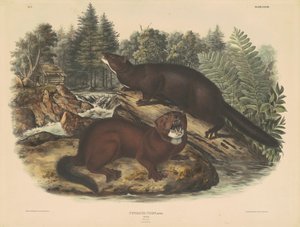 Visone da John T. Bowen, after John James Audubon