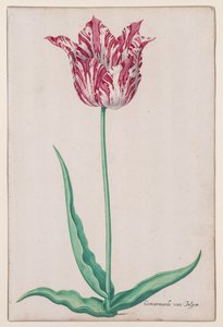 Studio di un tulipano (Gemarmerde van Jasper) da John Thomson