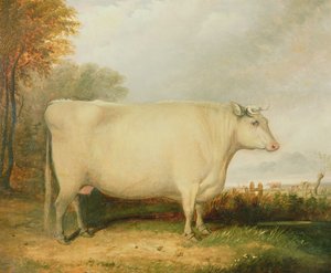 Ritratto di una mucca premiata da John Vine