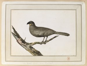 Disegno di un uccello Wattle; realizzato durante la visita in Nuova Zelanda tra il 12 e il 25 febbraio 1777, durante il terzo viaggio del Capitano Cook da John Webber