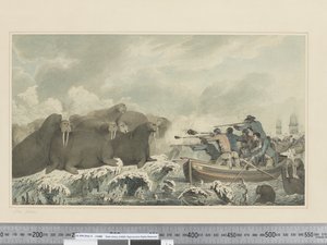 F.32 Cavalli marini, c.1773-84 da John Webber