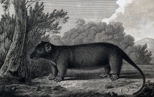 Opossum, incisione dal disegno di John Webber (1750-1793) realizzato durante il terzo viaggio di James Cook da John Webber