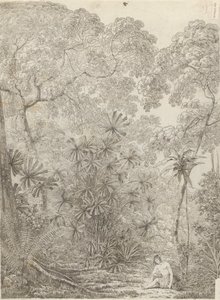 La Palma a Ventaglio di Cracatoa da John Webber