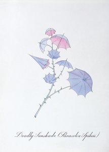 Deadly Sunshade (Parasolia Spikeii.), illustrazione da 