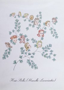 Hair-Belles (Marcella Luxuriantia), illustrazione da 