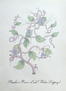 House-Leek del idraulico (Water Drippery), illustrazione da 