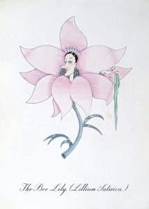 The Bee Lily (Lillium Satirica.), illustrazione da 