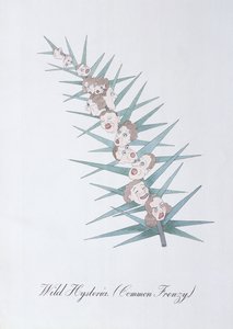 Isteria selvaggia, illustrazione da 