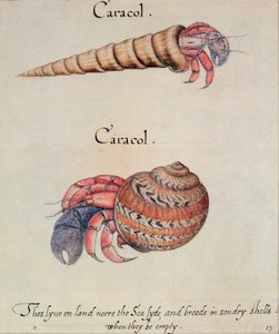 Granchio eremita