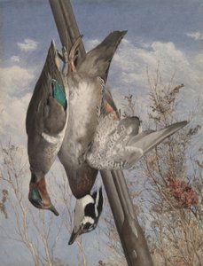 Uccelli da caccia appesi