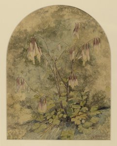 Fiori selvatici da John William Hill