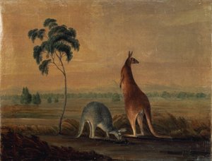 Canguri in un Paesaggio, c.1819 da John William Lewin
