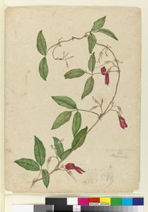 Kennedia rubicunda, c.1803-06 da John William Lewin