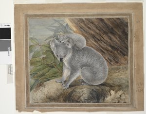 Koala e cucciolo, 1803