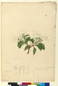 Pagina 100. Clerodendrum tomentosum da John William Lewin