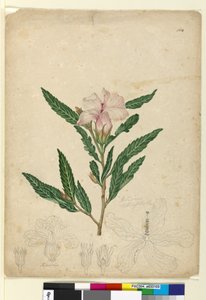 Pagina 104. Hibiscus heterophyllus