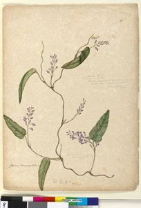 Pagina 107. Glycine bimaculata Glycine tabacina? da John William Lewin