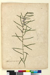 Pagina 111. Hovea longifolia da John William Lewin