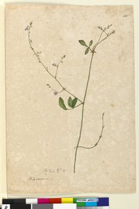 Pagina 115. Hedysarum da John William Lewin