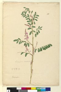 Pagina 116. Indigofera australis da John William Lewin