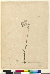 Pagina 118. Vernonia cinerea da John William Lewin