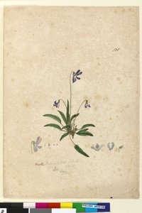 Pagina 128. Viola betonicifolia da John William Lewin