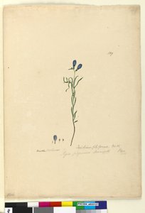 Pagina 129. Ionidium filiforme, c.1803-06