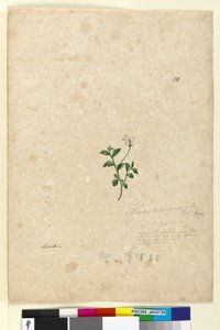 Pagina 131. Lobelia purpurascens da John William Lewin
