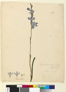 Pagina 133. Thelymitra ixioides da John William Lewin
