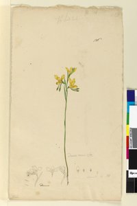 Pagina 136. Diuris aurea da John William Lewin