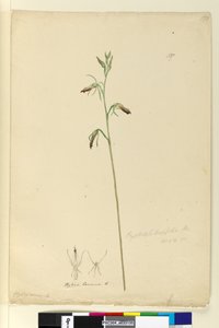 Pagina 137. Cryptostylis longifolia da John William Lewin