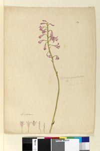Pagina 139. Dipodium punctatum da John William Lewin
