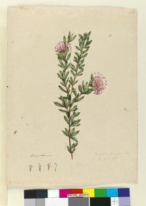 Pagina 13. Grevillea punicea, c.1803-06