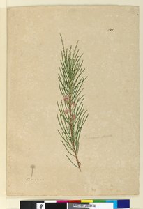 Pagina 141. Casuarina stricta Allocasuarina verticillata da John William Lewin