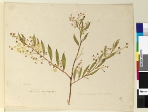 Pagina 147. Acacia myrtifolia da John William Lewin