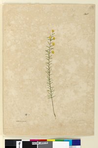 Acacia aciculares, c.1803-06