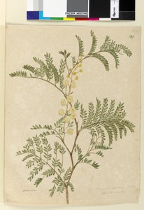 Pagina 149. Acacia discolorAcacia terminalis da John William Lewin
